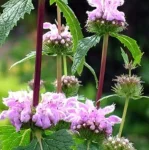 Phlomis tuberosa Bronze Flamingo Żeleźniak bulwiasty-Rośliny od Ogrodnika Szkółka Barcikowscy