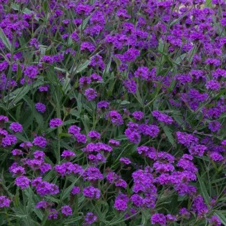Verbena rigida Santos Werbena peruwiańska- Rośliny od Ogrodnika Szkółka Barcikowscy