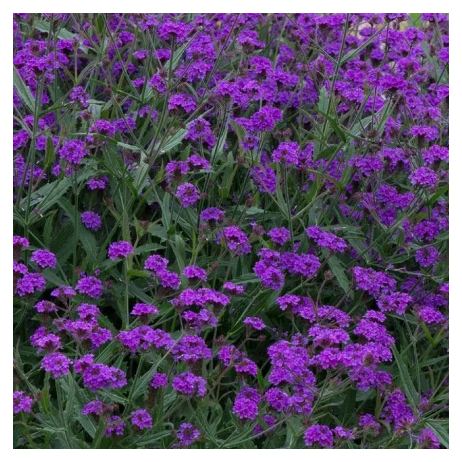 Verbena rigida Santos Werbena peruwiańska- Rośliny od Ogrodnika Szkółka Barcikowscy