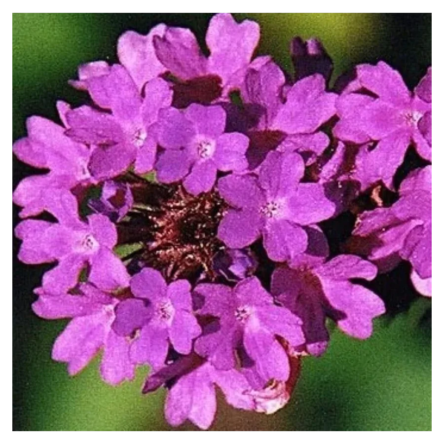 Verbena rigida Santos Werbena peruwiańska- Rośliny od Ogrodnika Szkółka Barcikowscy