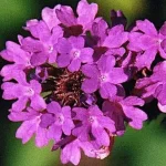 Verbena rigida Santos Werbena peruwiańska- Rośliny od Ogrodnika Szkółka Barcikowscy