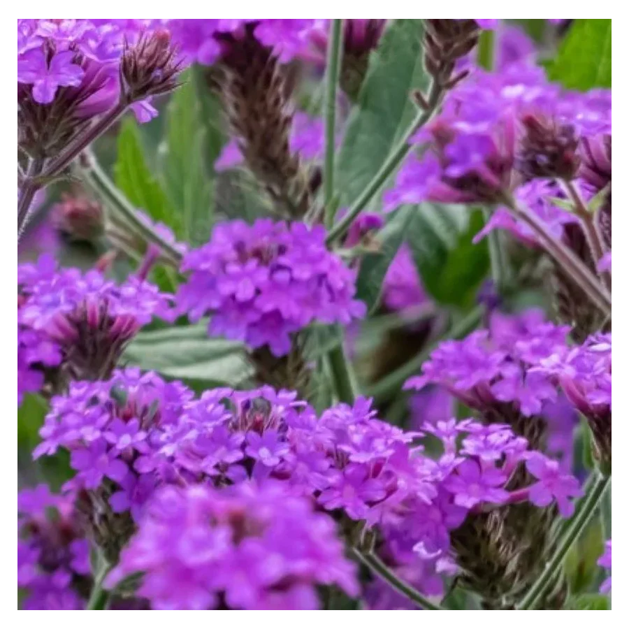 Verbena rigida Santos Werbena peruwiańska- Rośliny od Ogrodnika Szkółka Barcikowscy