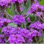 Verbena rigida Santos Werbena peruwiańska- Rośliny od Ogrodnika Szkółka Barcikowscy