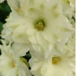 Delphinium hybrida Sentinel Garden Creme Ostróżka- Rośliny od Ogrodnika Szkółka Barcikowscy