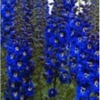 Delphinium Sentinel  Garden Kobalt Ostróżka- Rośliny od Ogrodnika Szkółka Barcikowscy