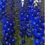Delphinium Sentinel  Garden Kobalt Ostróżka- Rośliny od Ogrodnika Szkółka Barcikowscy