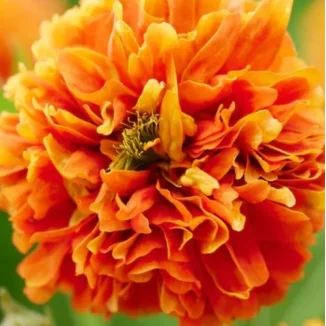 Geum hybridum Grande Orange Kuklik- Rośliny od Ogrodnika Szkółka Barcikowscy