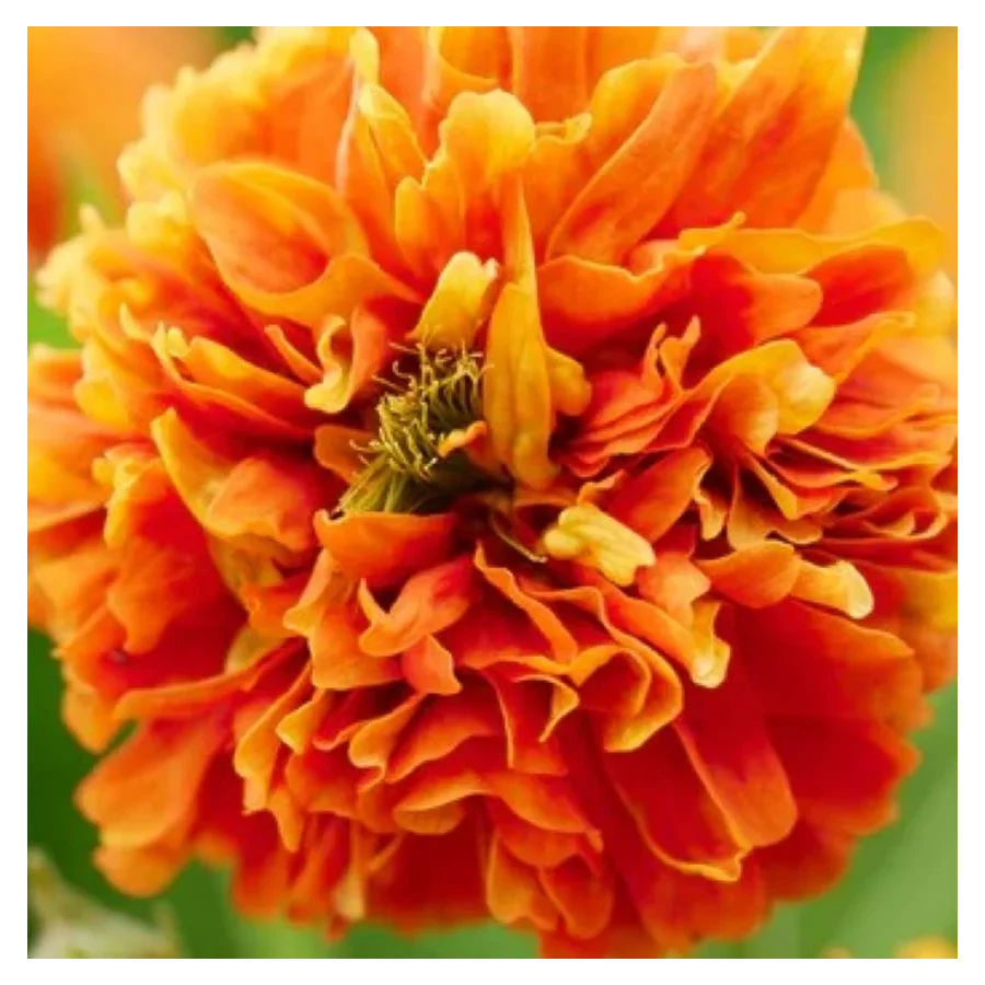 Geum hybridum Grande Orange Kuklik- Rośliny od Ogrodnika Szkółka Barcikowscy