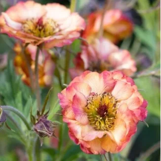Geum hybridum Pink Nonna Kuklik- Rośliny od Ogrodnika Szkółka Barcikowscy
