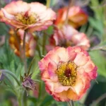 Geum hybridum Pink Nonna Kuklik- Rośliny od Ogrodnika Szkółka Barcikowscy