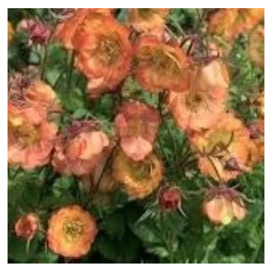 Geum hybridum Pink Nonna Kuklik- Rośliny od Ogrodnika Szkółka Barcikowscy