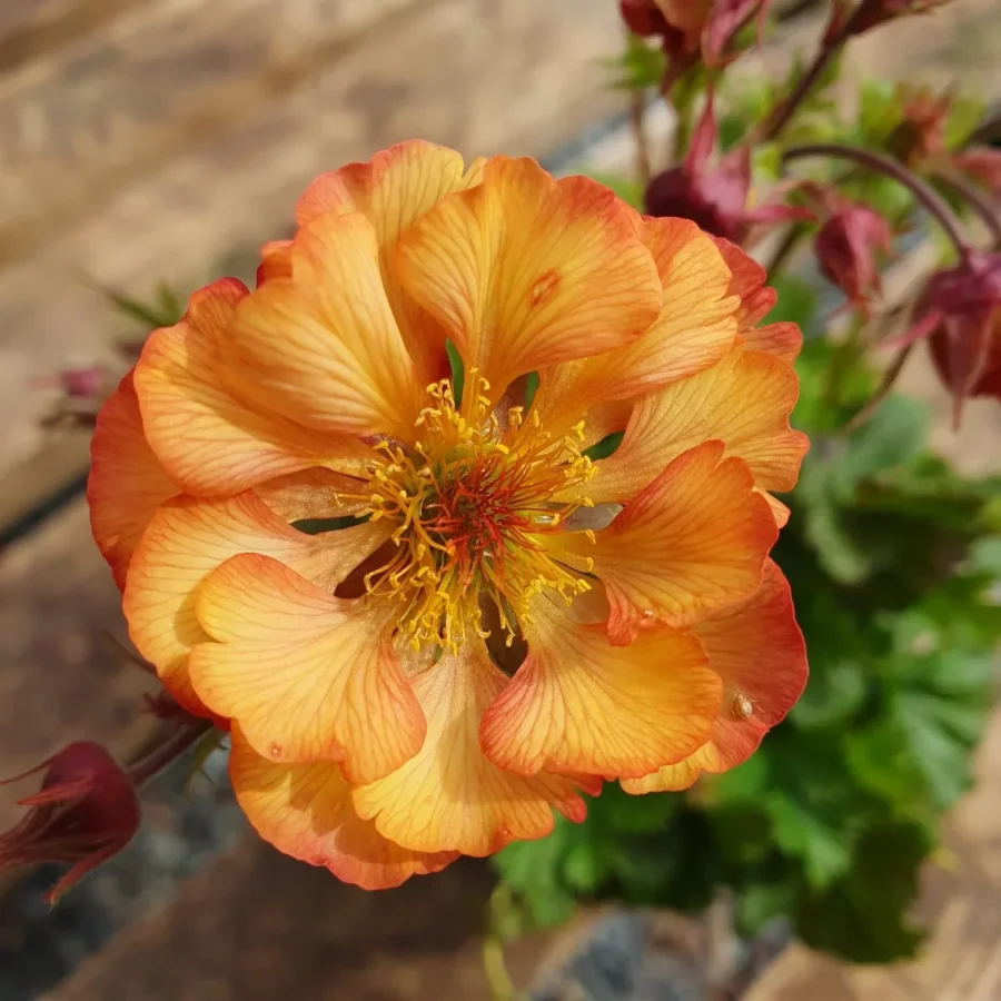 Geum hybridum Pink Nonna Kuklik- Rośliny od Ogrodnika Szkółka Barcikowscy