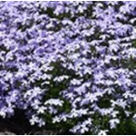 Phlox subulata Spring Blue Floks- Rośliny od Ogrodnika Szkółka Barcikowscy