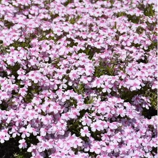 Phlox subulata Spring Coral Eye Floks- Rośliny od Ogrodnika Szkółka Barcikowscy