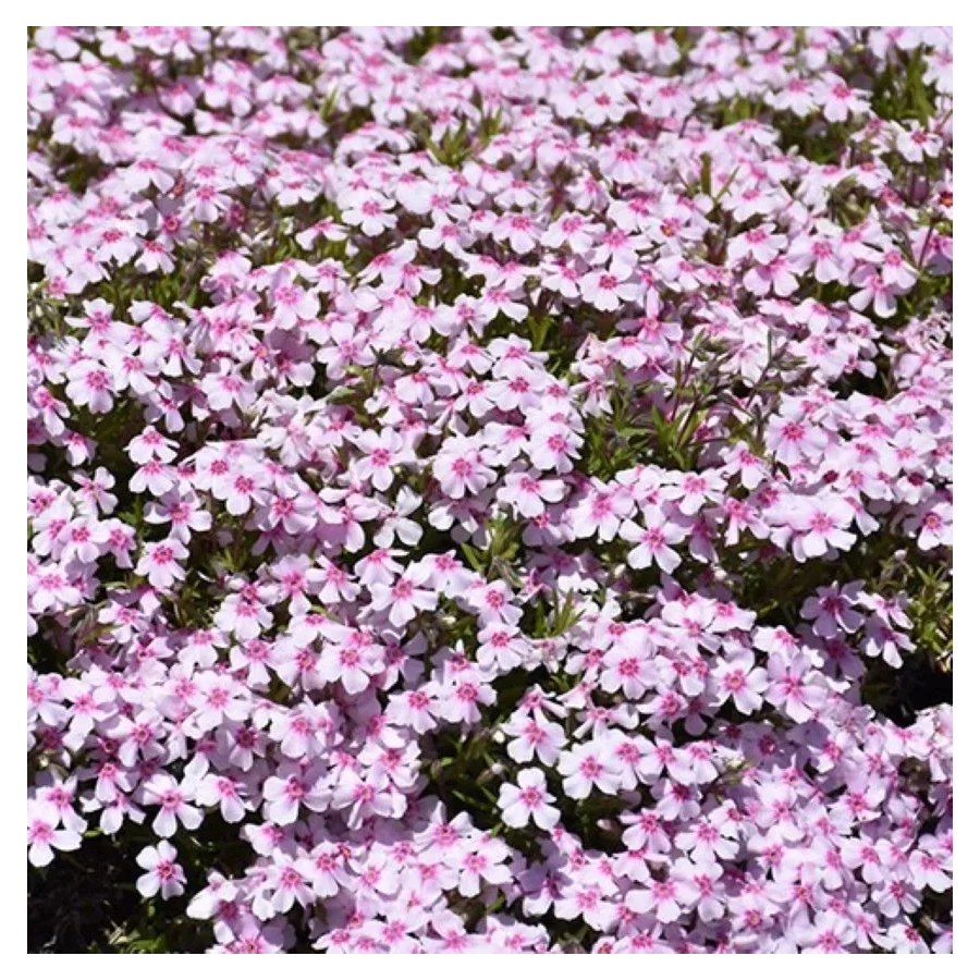 Phlox subulata Spring Coral Eye Floks- Rośliny od Ogrodnika Szkółka Barcikowscy