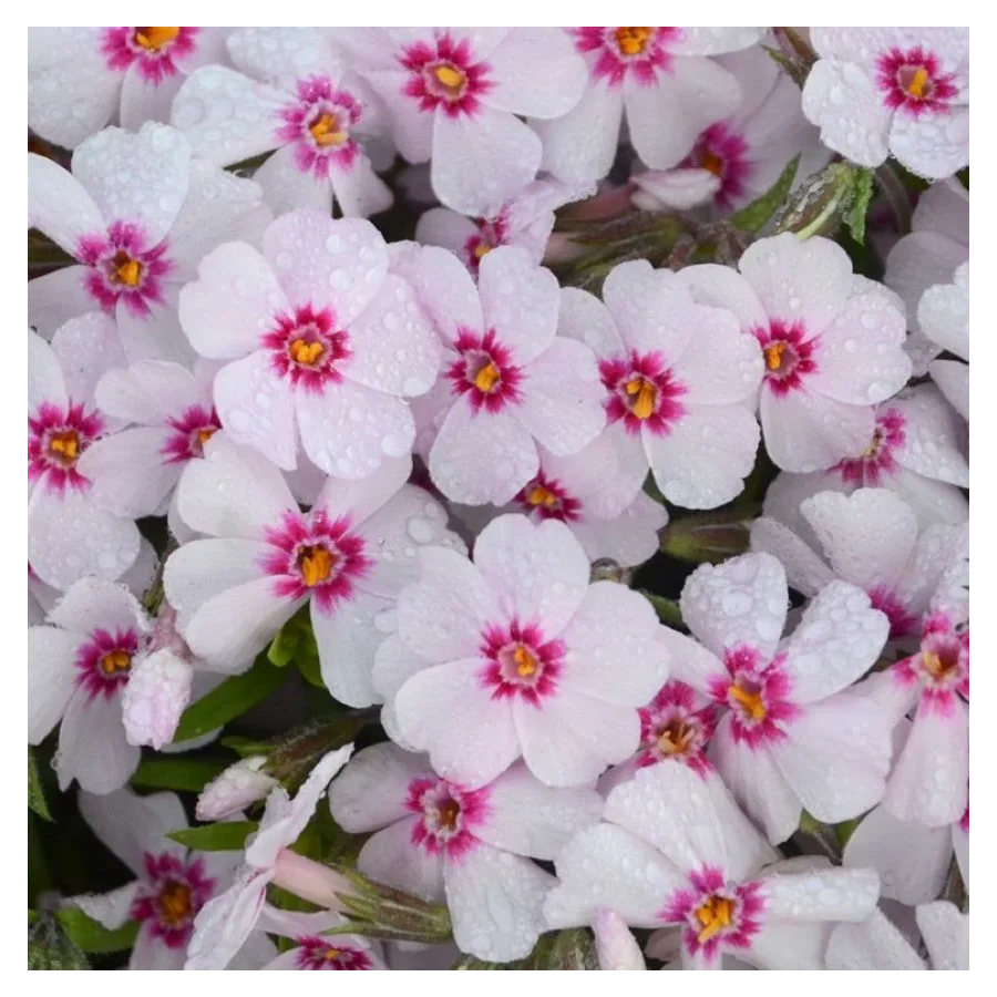 Phlox subulata Spring Coral Eye Floks- Rośliny od Ogrodnika Szkółka Barcikowscy