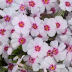 Phlox subulata Spring Coral Eye Floks- Rośliny od Ogrodnika Szkółka Barcikowscy