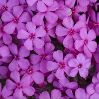 Phlox subulata Spring Mystic Magenta Floks- Rośliny od Ogrodnika Szkółka Barcikowscy