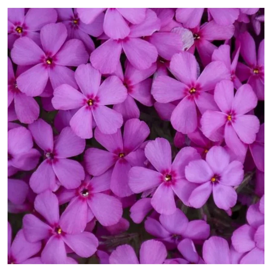 Phlox subulata Spring Mystic Magenta Floks- Rośliny od Ogrodnika Szkółka Barcikowscy