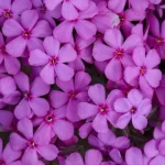 Phlox subulata Spring Mystic Magenta Floks- Rośliny od Ogrodnika Szkółka Barcikowscy