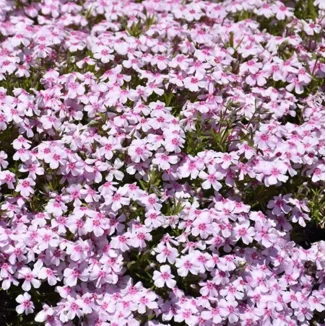Phlox subulata Spring Coral Eye Floks- Rośliny od Ogrodnika Szkółka Barcikowscy