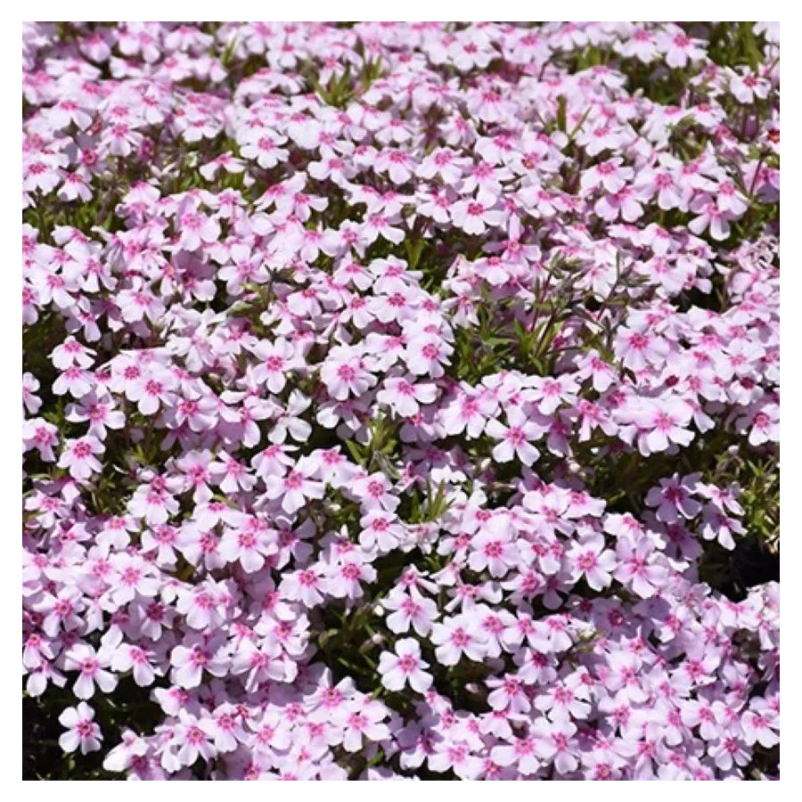 Phlox subulata Spring Coral Eye Floks- Rośliny od Ogrodnika Szkółka Barcikowscy