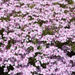 Phlox subulata Spring Coral Eye Floks- Rośliny od Ogrodnika Szkółka Barcikowscy