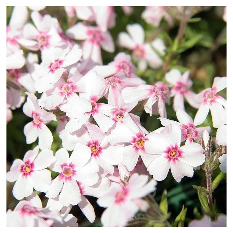 Phlox subulata Spring Coral Eye Floks- Rośliny od Ogrodnika Szkółka Barcikowscy