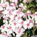 Phlox subulata Spring Coral Eye Floks- Rośliny od Ogrodnika Szkółka Barcikowscy