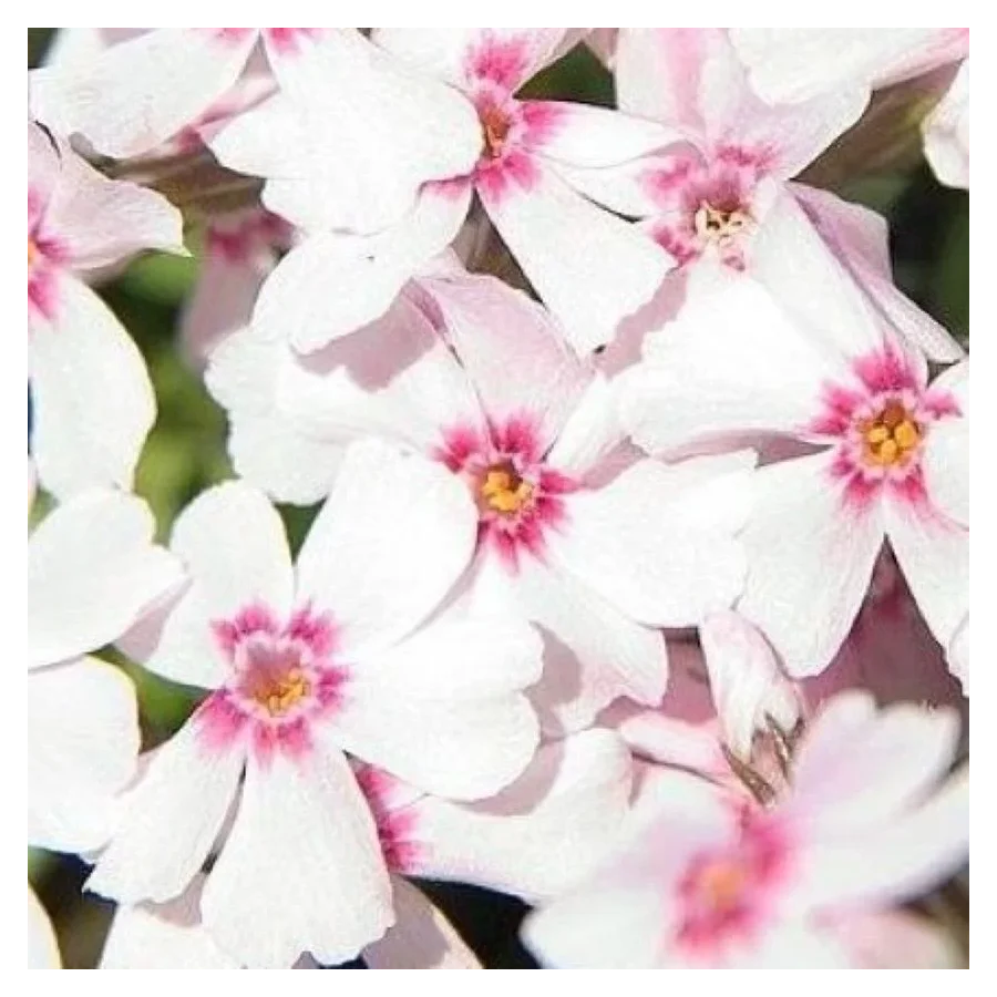 Phlox subulata Spring Coral Eye Floks- Rośliny od Ogrodnika Szkółka Barcikowscy