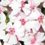 Phlox subulata Spring Coral Eye Floks- Rośliny od Ogrodnika Szkółka Barcikowscy