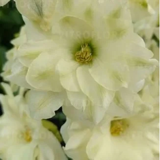 Syringa vulgaris Primrose Lilak- Rośliny od Ogrodnika Szkółka Barcikowscy