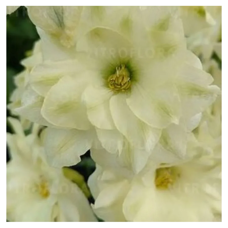 Syringa vulgaris Primrose Lilak- Rośliny od Ogrodnika Szkółka Barcikowscy