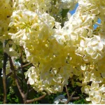 Syringa vulgaris Primrose Lilak- Rośliny od Ogrodnika Szkółka Barcikowscy