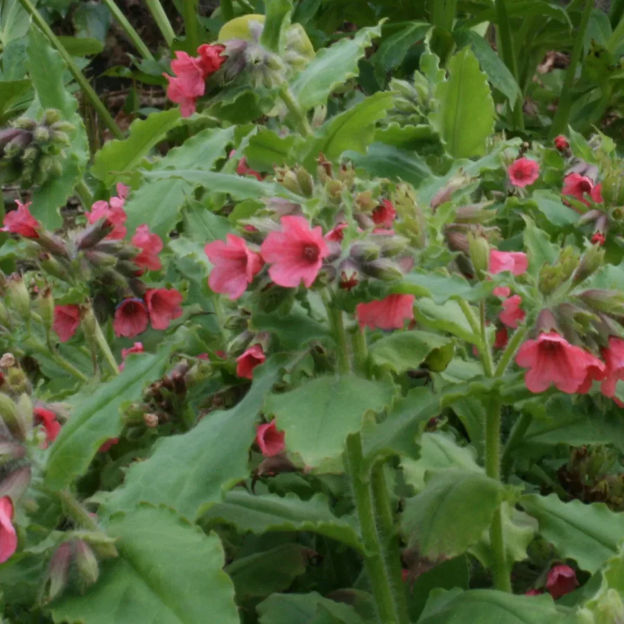 Pulmonaria Mona Red Miodunka- Rośliny od Ogrodnika Szkółka Barcikowscy
