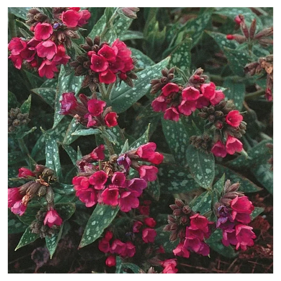 Pulmonaria Mona Red Miodunka- Rośliny od Ogrodnika Szkółka Barcikowscy