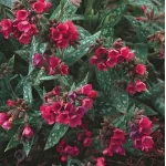 Pulmonaria Mona Red Miodunka- Rośliny od Ogrodnika Szkółka Barcikowscy