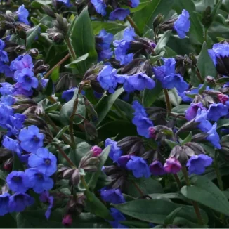 Pulmonaria Mona Blue Miodunka- Rośliny od Ogrodnika Szkółka Barcikowscy