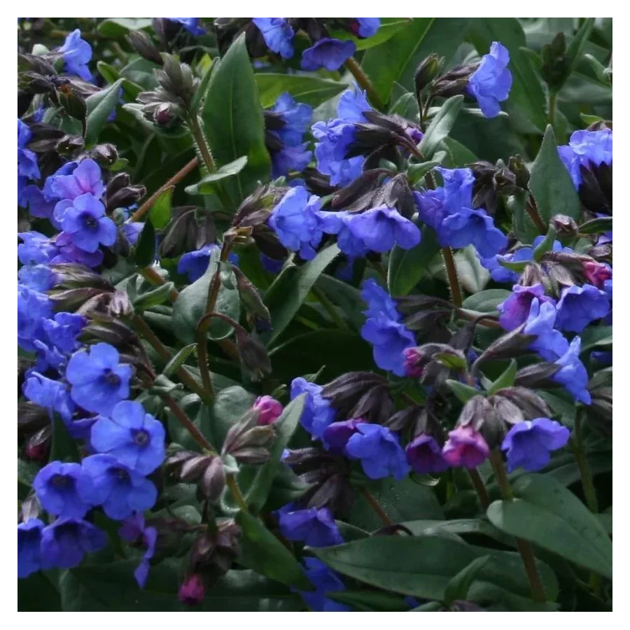 Pulmonaria Mona Blue Miodunka- Rośliny od Ogrodnika Szkółka Barcikowscy