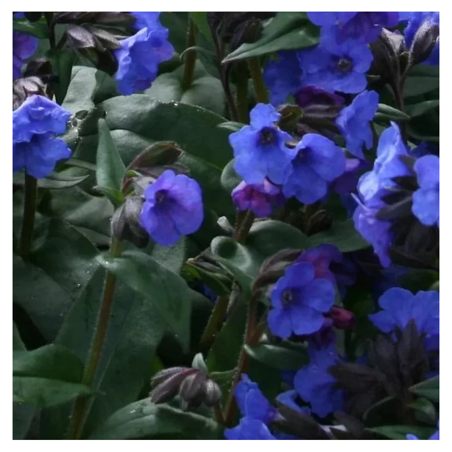 Pulmonaria Mona Blue Miodunka- Rośliny od Ogrodnika Szkółka Barcikowscy