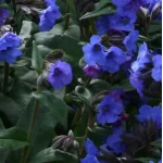 Pulmonaria Mona Blue Miodunka- Rośliny od Ogrodnika Szkółka Barcikowscy