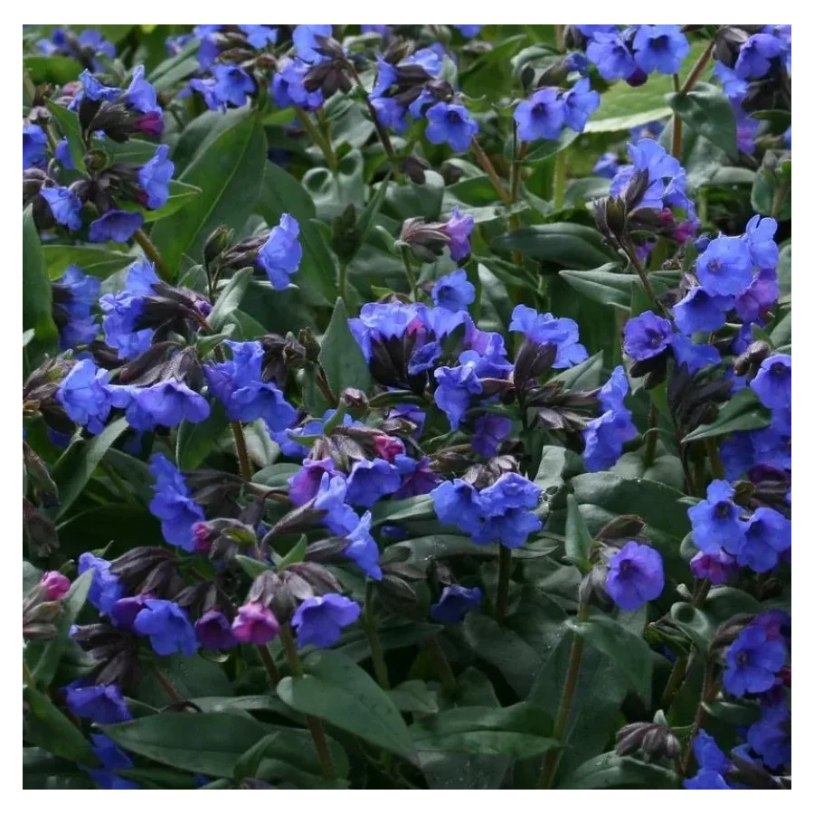 Pulmonaria Mona Blue Miodunka- Rośliny od Ogrodnika Szkółka Barcikowscy