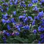 Pulmonaria Mona Blue Miodunka- Rośliny od Ogrodnika Szkółka Barcikowscy