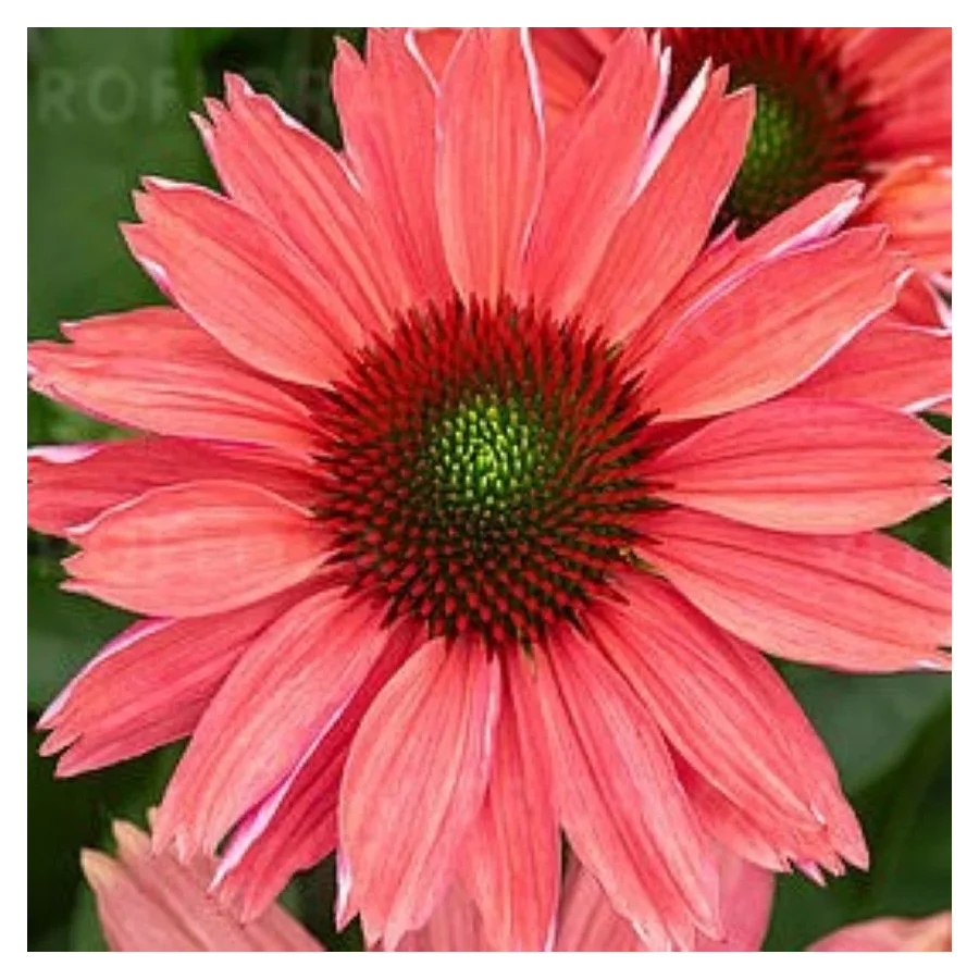 Echinacea SunMagic Vintage Watermelon Jeżówka- Rośliny od Ogrodnika Szkółka Barcikowscy