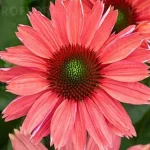 Echinacea SunMagic Vintage Watermelon Jeżówka- Rośliny od Ogrodnika Szkółka Barcikowscy