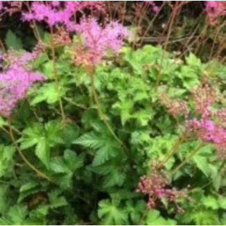 Filipendula ulmaria Kahome Wiązówka błotna- Rośliny od Ogrodnika Szkółka Barcikowscy