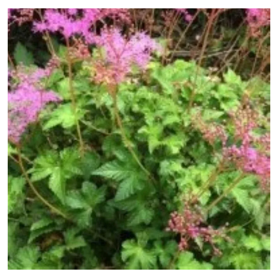 Filipendula ulmaria Kahome Wiązówka błotna- Rośliny od Ogrodnika Szkółka Barcikowscy