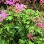 Filipendula ulmaria Kahome Wiązówka błotna- Rośliny od Ogrodnika Szkółka Barcikowscy