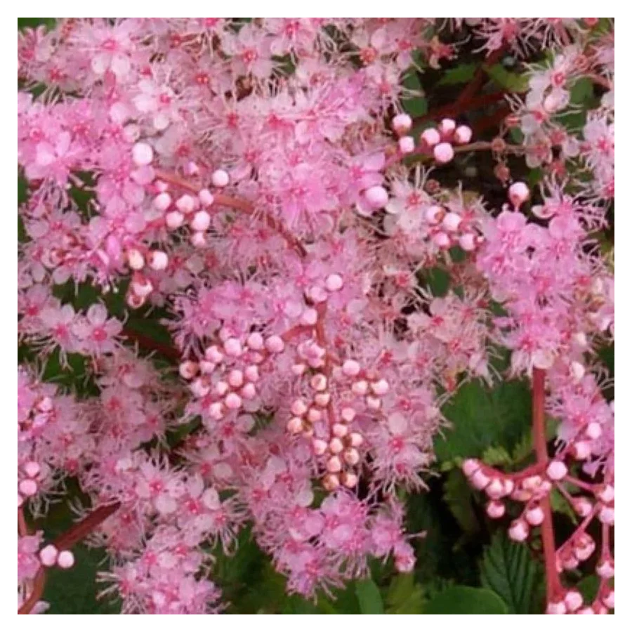 Filipendula ulmaria Kahome Wiązówka błotna- Rośliny od Ogrodnika Szkółka Barcikowscy