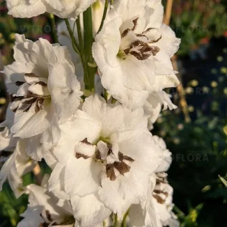 Delphinum Sentinel Garden White Ostróżka- Rośliny od Ogrodnika Szkółka Barcikowscy